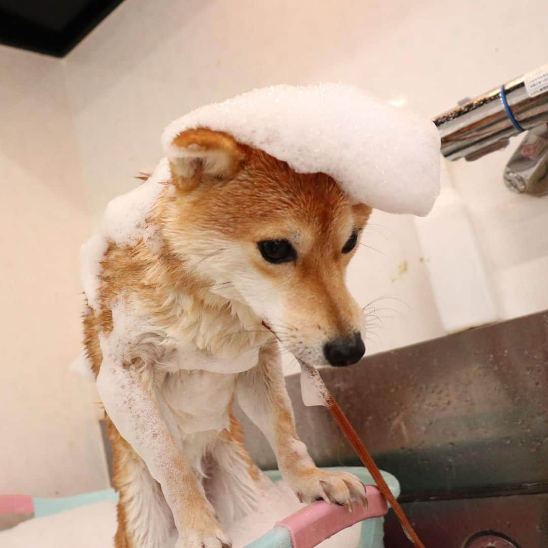 豆柴 サニーちゃんさんのインスタグラム写真 - (豆柴 サニーちゃんInstagram)「. . HELLO〜こんばんわん🐶🛁✨ . 昨日のシャンプーDAY🧴 ラムちゃん編🐶 . ①なにするでちゅか？キョトン ②お手手がかわいい ③リーゼントヘア ④猫ちゃんみたい ⑤真顔 ⑥ニヤリ ⑦からだがみどりになったでちゅー！ . . #豆柴ラムちゃんシャンプー #キョトン #ニューヘアー #リーゼント #つっぱり #アーユルヴェーダハーブパック #犬のハーブパック . #柴犬#豆柴 #赤柴#豆柴子犬 #まめしば#いぬのきもち #サンデイ#サンデイいぬ組#anicas#shiba_snap #shibainu#shiba#mameshiba#shibastagram #mameshibapuppy#shibapuppy#9gag#9gagpets #豆柴サニーちゃん#豆柴ラムちゃん#さにらむたん#さにらむ2020」12月19日 20時49分 - sunny_rei_32