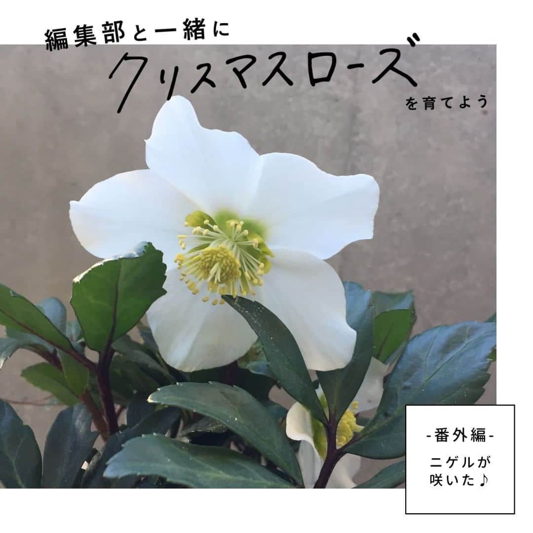 LOVEGREEN -植物と暮らしを豊かに。さんのインスタグラム写真 - (LOVEGREEN -植物と暮らしを豊かに。Instagram)「［編集部と一緒にクリスマスローズを育てよう！］  【編集部員のおうちのニゲルが咲きました　】 ‐‐‐‐‐‐‐‐‐‐‐‐‐‐‐‐ 冬の花の代表各！ 可憐な花姿が人気の「クリスマスローズ」。 . そのクリスマスローズを日本に広めたパイオニア的存在 生産者である花郷園さんのクリスマスローズがLOVEGREEN STOREにて販売中！ . お届けするのは、まだ花を咲かせる前の実生苗。どの色の花が咲くかは咲いてからのお楽しみです。 現在、編集部でも花郷園さんのクリスマスローズを育成中！ 毎週土曜日のこの時間は編集部で育てているクリスマスローズの育成日記や情報をお届けしています。 ‐‐‐‐‐‐‐‐‐‐‐‐‐‐‐‐ 今回もちょっぴり番外編！ 編集部員Aさんの自宅で育てるニゲルが咲いたよう！ もちろん、バッチリ写真を撮っていました…！（さすがです！笑）  純白な花が光に透ける様子は本当に美しいですね。 思わず見とれてしまいました…  以前の投稿でもお伝えしましたが、クリスマスローズ・ニゲルは クリスマスの頃に花を楽しめることから、「クリスマスローズ」の名前の由来にもなった品種と言われています。 . 数ある品種の中でも根強い人気を誇る、クリスマスローズ・ニゲル。 美しい花を見ていると人気の理由がわかりますね。 ‐‐‐‐‐‐‐‐‐‐‐‐‐‐‐‐ ニゲルを育てているみなさん、お花の調子はいかがですか？ 咲いたよ～！という方は、存分にお花を楽しんでくださいね🌼 まだ～！という方も楽しみに待ちましょう♪ きっともうすぐ美しい花を咲かせてくれます。 ‐‐‐‐‐‐‐‐‐‐‐‐‐‐‐‐ ちなみに、現在LOVEGREEN STOREで販売中の花郷園さんのクリスマスローズ・ニゲル。 販売当初はまだ花が咲いていない苗でしたが、現在は花が咲き始めたそう！ そのため、届いてすぐに美しいお花を楽しめますよ◎ ‐‐‐‐‐‐‐‐‐‐‐‐‐‐‐‐ まだまだ魅力たっぷりのクリスマスローズ。 次回もお楽しみに！ . . #クリスマスローズ #クリスマスローズニゲル #クリスマスローズニゲル #ニゲル #原種 #クリスマス #冬の花 #冬 #花 #ガーデニング #ガーデナー #プランターガーデニング #ベランダ #ベランダガーデニング #庭 #庭のある暮らし #庭の花 #花が好き #花のある暮らし #ガーデニング初心者 #賃貸ベランダ #ナチュラルインテリア #賃貸インテリア #植物のある暮らし #シンプルな暮らし #シンプルライフ #暮らしを楽しむ #日々の暮らし #花壇」12月19日 21時00分 - lovegreen_official