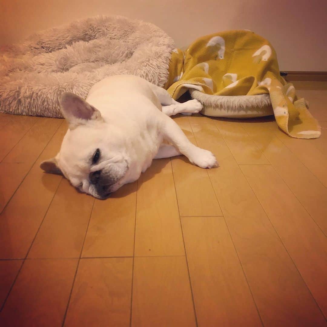 タニム（マーブル母）のインスタグラム：「* 寒いと思ってブランケットを掛けてたら、 暑くなってこんな状態に… * #ブー顔ほど萌える  #ねむねむマーちゃん  #私のアモーレ🐷❤️」