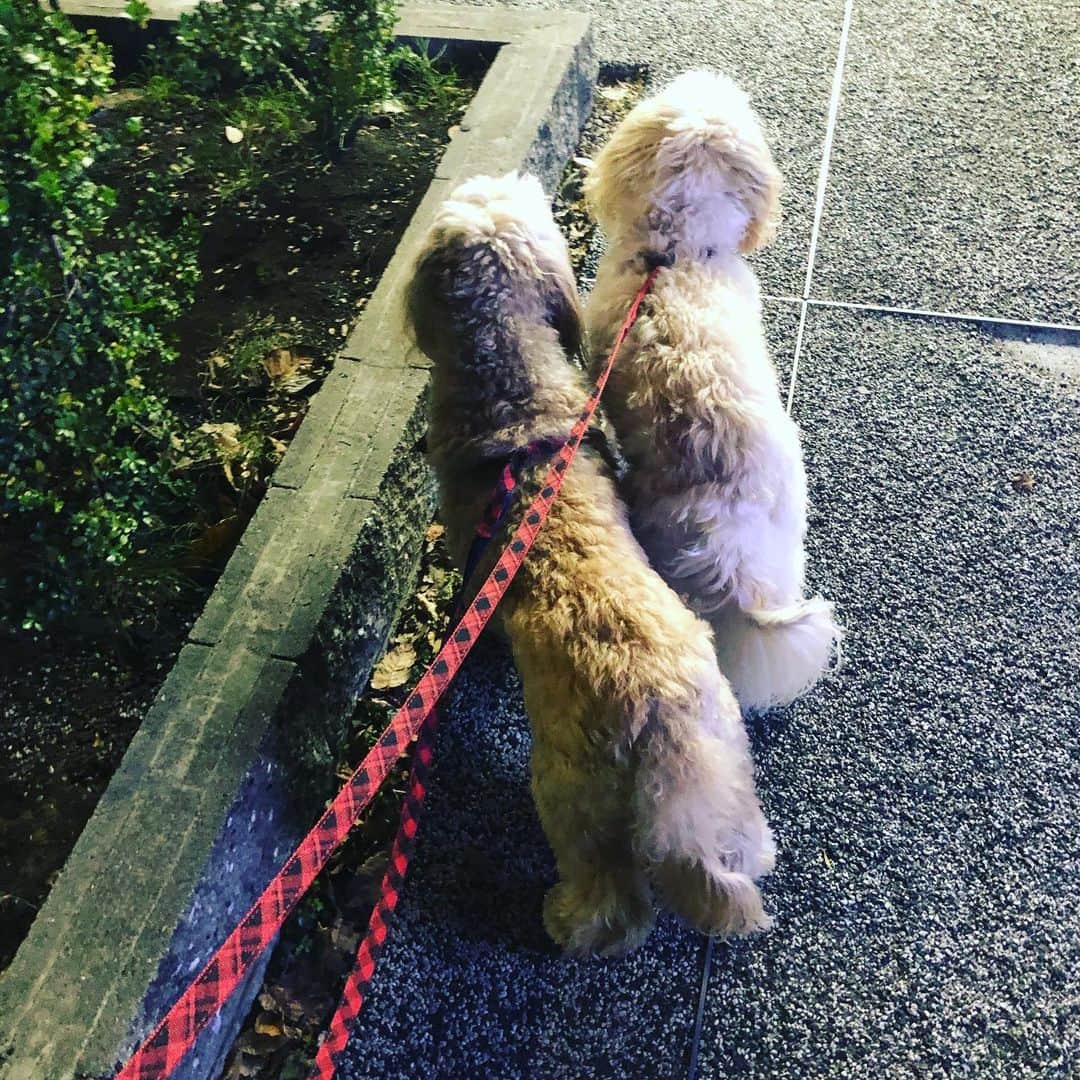 北山陽一のインスタグラム：「こないだ遠出した時のやつ。#おかきとおもち #きたやまおもち #きたやまおかき」