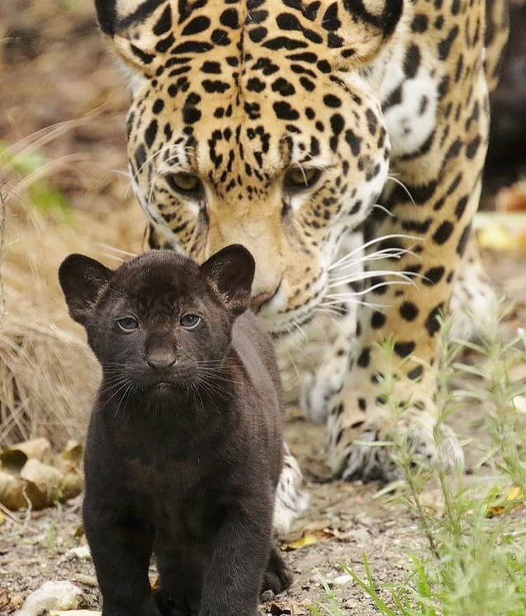 animals.coのインスタグラム：「Friends come in all different shapes and sizes 🖤💛 Photography by @shirleykroosphotography」