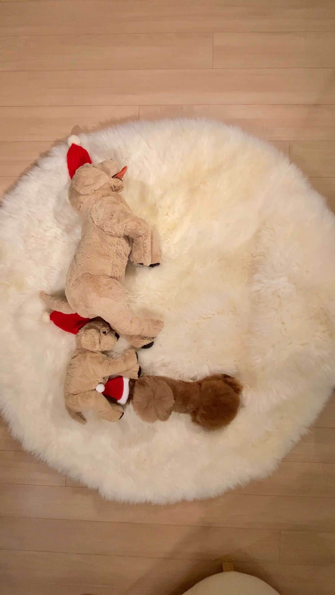 ショコラ❤︎あずき❤︎パンナのインスタグラム：「・ L・O・V・E♥️ パンナより愛を込めて✨ パンナはどこかな？😄 ・ いつも見て下さりありがとうございます🙏 ・ #トイプードル #プードル #トイプー #犬 #toypoodlered #toypoodle #poodle #dog #instadog #dogs#cutedog #ilovemydog #dogstagram #あずしょこぱん #パンナ #reels」