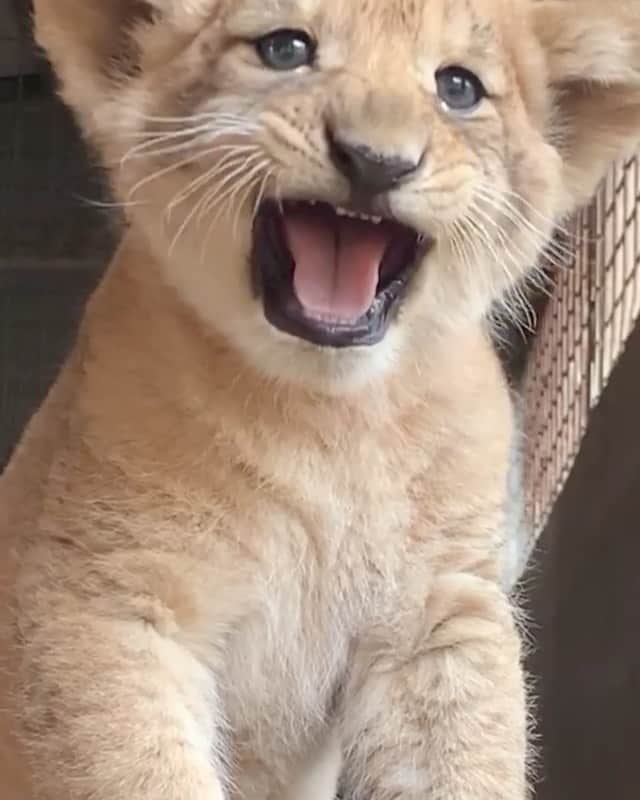 Daily The Best And Funniest Videosのインスタグラム：「The cutest little roar 🦁 By @zookeeper_chad」