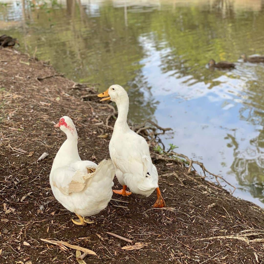 広瀬ななのインスタグラム：「Kawaii🌱 ・ #duck #川辺 #riverside #鳥 #friendship #アフラックダック #アヒル」