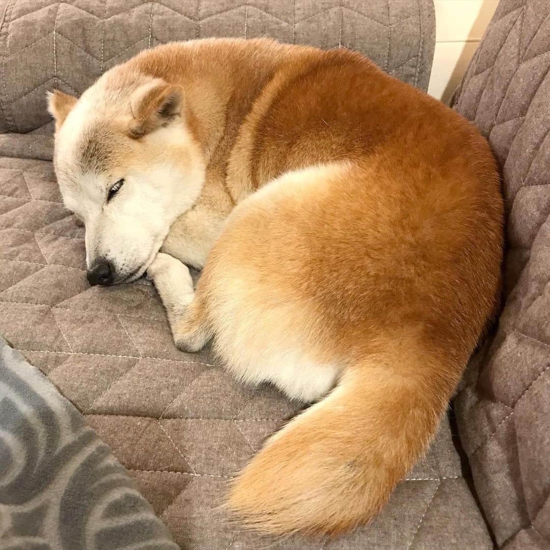 柴犬リリコのインスタグラム：「新しいソファーカバーが気に入ったようでこんなとこで寝てる🥰」