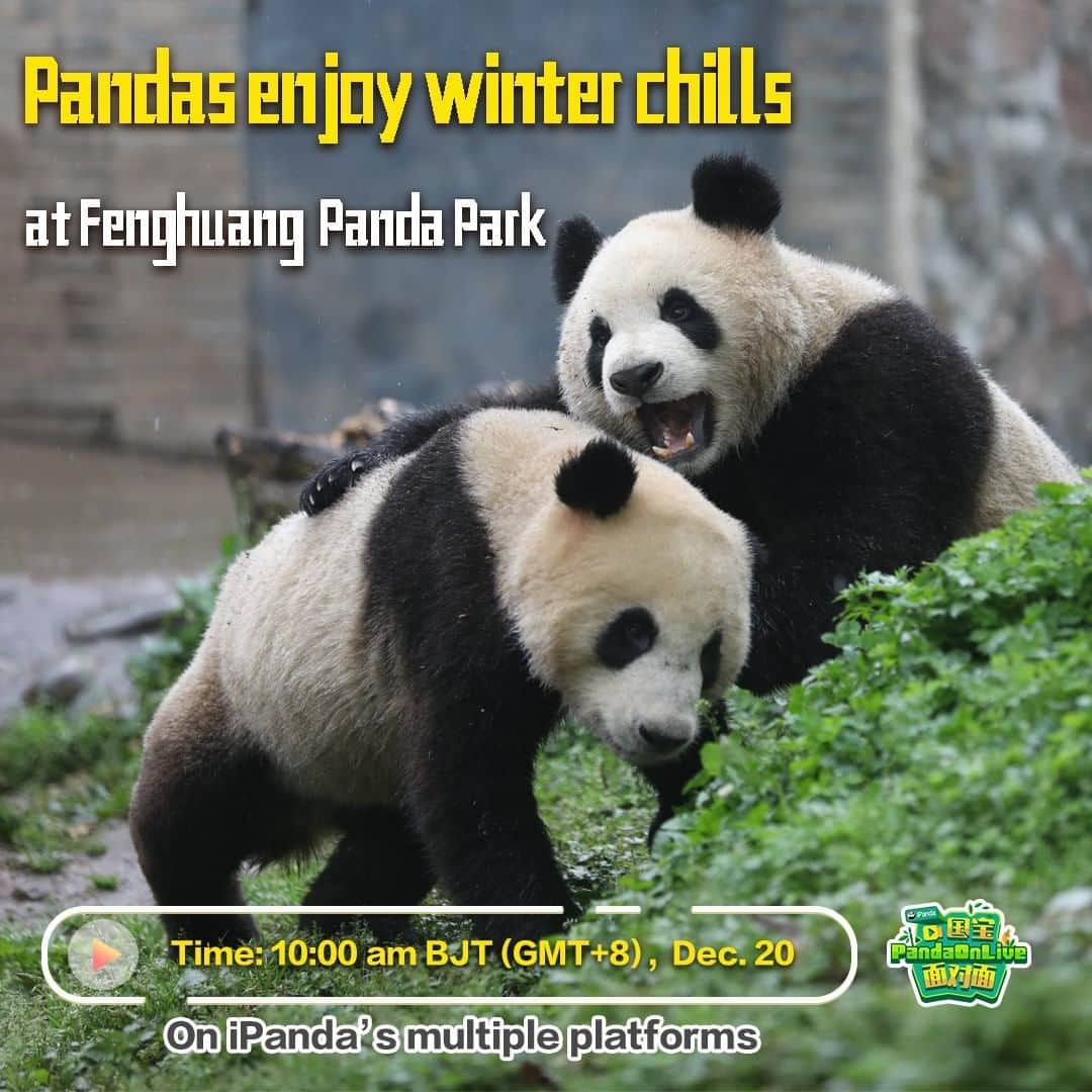 iPandaさんのインスタグラム写真 - (iPandaInstagram)「Live Preview: In this summer, several pandas moved to the Fenghuang Panda Park in Hunan from the Dujiangyan panda base in Sichuan. Wonder how are they doing at their new home in this winter? Follow iPanda's live at 10:00 am on December 20 BJT (GMT+8) on Facebook to find out! 🐼 🐼 🐼 #Panda #iPanda #Cute #FBLive #CCRCGP」12月19日 21時30分 - ipandachannel