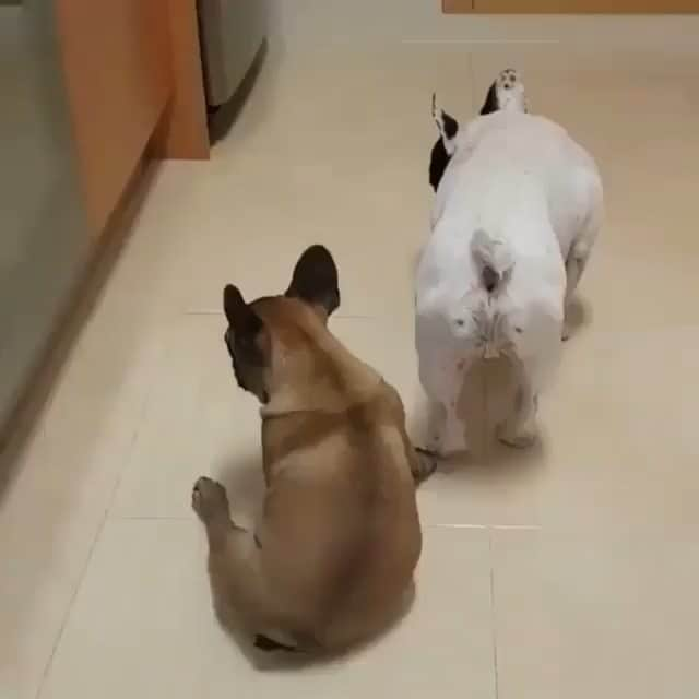 French Bulldogのインスタグラム