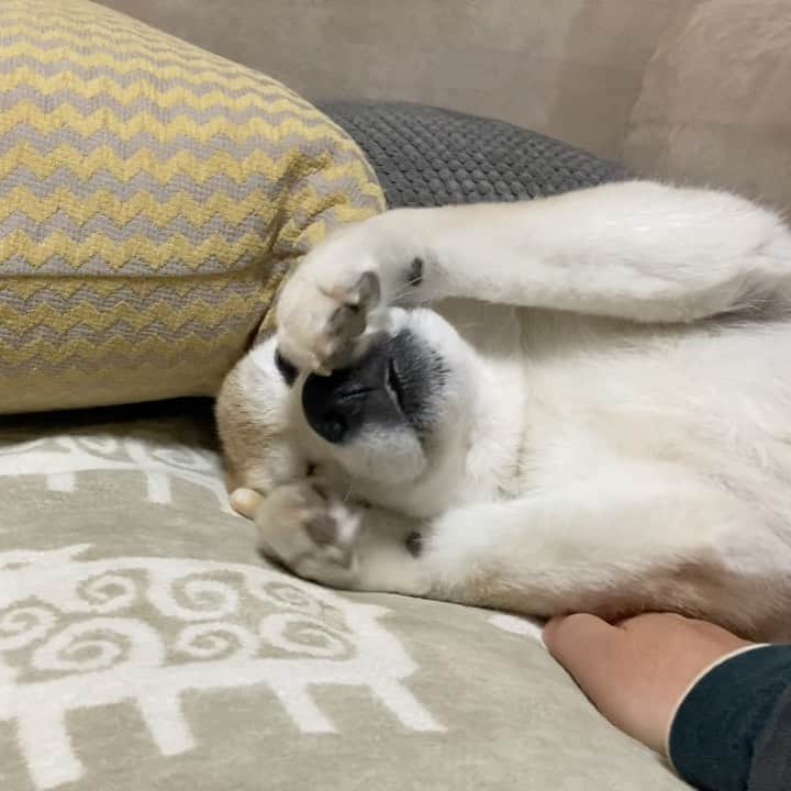 のインスタグラム：「てんこ、あまあまタイムです。 #みんなのソファ　#顔洗い犬　#あまあまタイム」