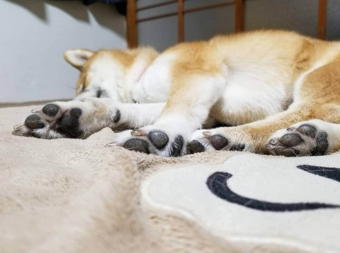 柴犬たま Shibainu Tamaのインスタグラム