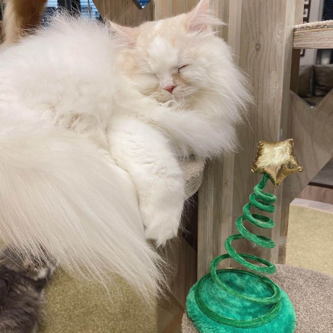 よねいはるかさんのインスタグラム写真 - (よねいはるかInstagram)「CAT CAFE💞  ロイとシピが家族になってからとゆうもの、猫だいすき人間になりました。笑  天使の羽根付けてる子が 可愛すぎたからシピとロイにも買おうかな~👼🏻  店内がクリスマス仕様になってて、 猫たんみんな可愛すぎた。🎄🎅🏻  @catcafemocha  #猫カフェ #猫カフェmocha #渋谷猫カフェ」12月19日 22時03分 - rabbit____2