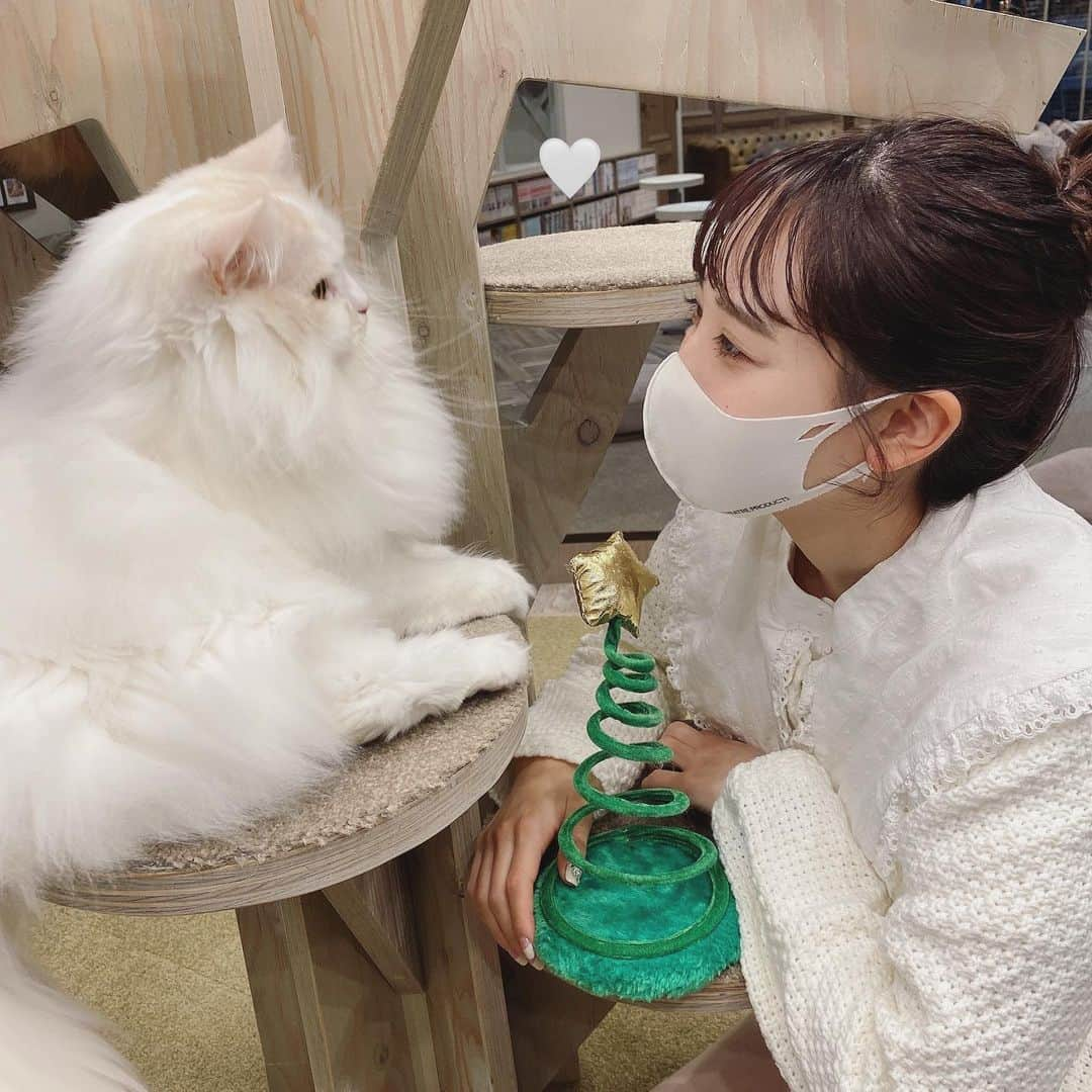 よねいはるかさんのインスタグラム写真 - (よねいはるかInstagram)「CAT CAFE💞  ロイとシピが家族になってからとゆうもの、猫だいすき人間になりました。笑  天使の羽根付けてる子が 可愛すぎたからシピとロイにも買おうかな~👼🏻  店内がクリスマス仕様になってて、 猫たんみんな可愛すぎた。🎄🎅🏻  @catcafemocha  #猫カフェ #猫カフェmocha #渋谷猫カフェ」12月19日 22時03分 - rabbit____2