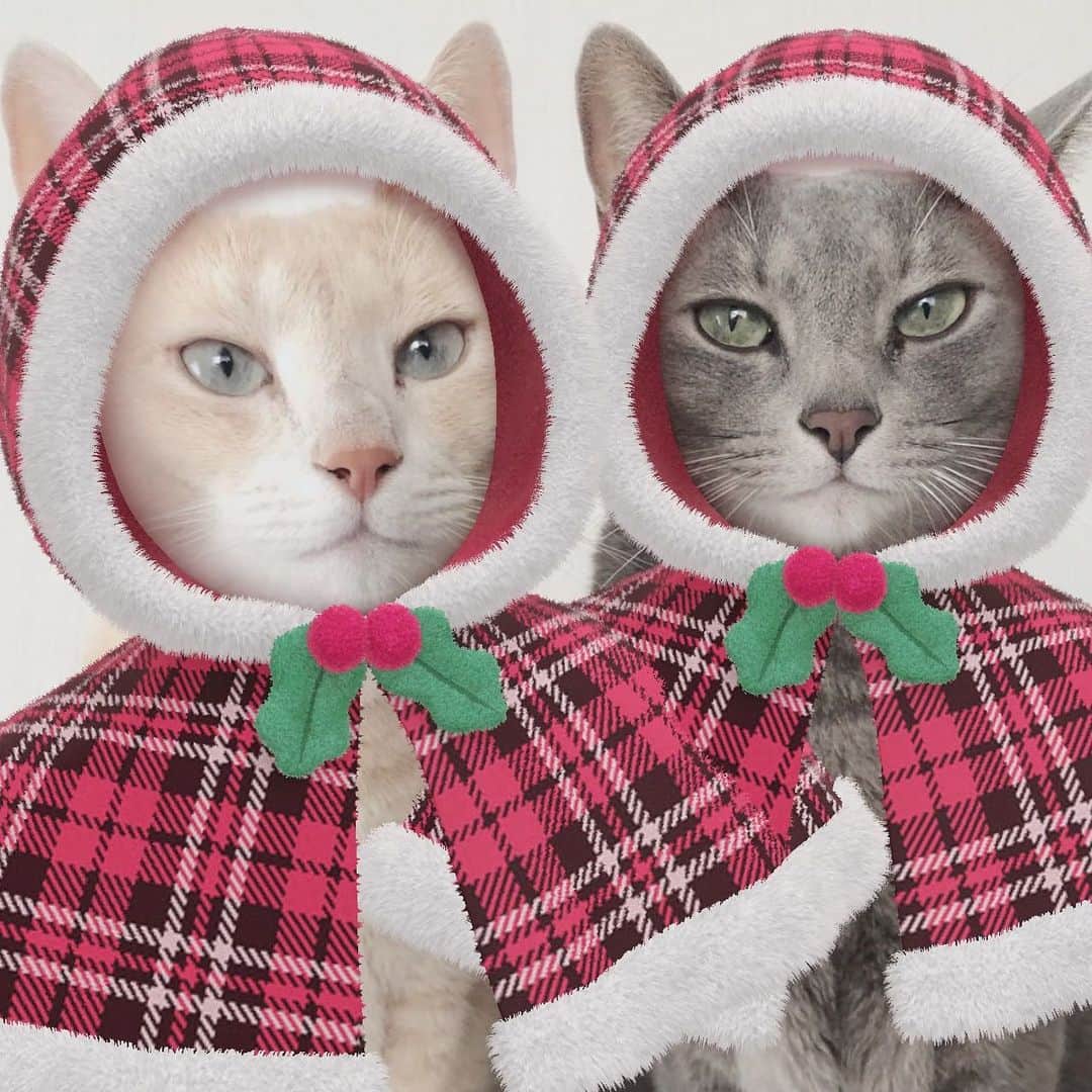 「SNOW」顔認識カメラアプリさんのインスタグラム写真 - (「SNOW」顔認識カメラアプリInstagram)「【ねこちゃん専用クリスマススタンプ🎅】﻿ ﻿ ねこちゃんとの﻿ おうちクリスマスもSNOWでもっと可愛くなっちゃう🤍﻿ ﻿ 「ねこ用」タブから選んでつかってみてね🎄﻿ ﻿ ﻿ ﻿ #snowcam #にゃんこ盛り﻿ #ねこ #ねこすたぐらむ #ねこのいる生活 #ねこ好き #猫 #猫のいる暮らし」12月19日 22時15分 - snow_japan