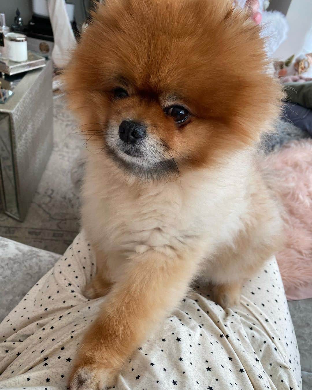 ジョージア・コウソウロウのインスタグラム：「Omg 🥺 I was just talking to monkey about his brother or sister & I was asking him where he or she is.. he literally came and sat like this and put his paw on my belly😫😫😫」
