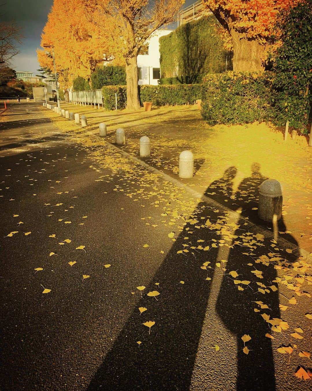 澤田友美さんのインスタグラム写真 - (澤田友美Instagram)「. そういえば最近好きな黄色💛 . そして黄色の絨毯であそんできたよ🍂 癒されたなぁ✨ 黄色いハート型のイチョウの葉がかわいいね。 . . #いちょう並木」12月19日 22時31分 - tomomi__sawada