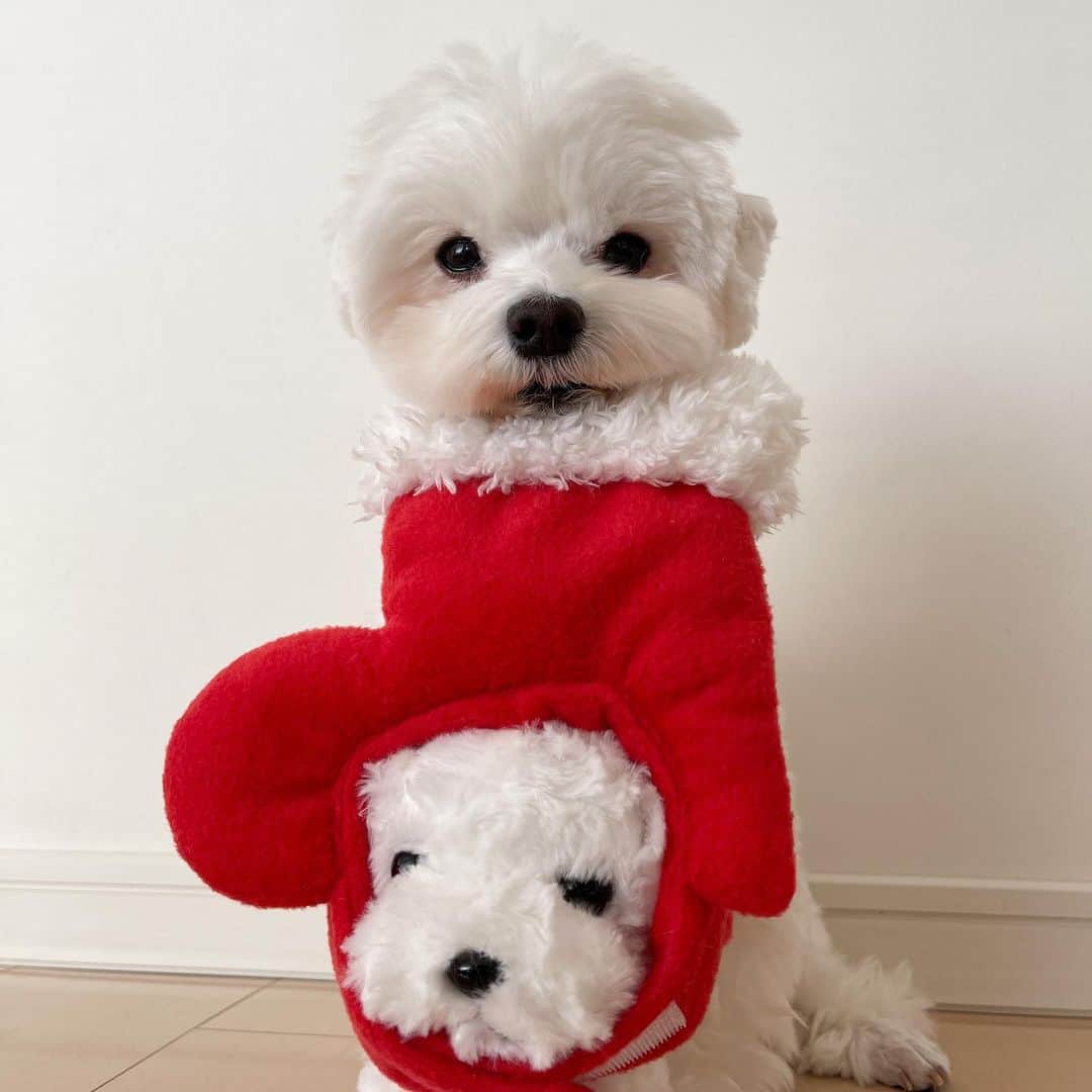 セロリさんのインスタグラム写真 - (セロリInstagram)「【そろそろ出番ですか？】 もうすぐクリスマス。 #maltese #マルチーズ #クリスマス #christmas #malteseofinstagram #maltese101 #malteser #malteseofficial #maltesedog #dog #instadog #dogstagram #dogoftheday #doglovers #instapet #adorable #ilovemydog  #ペット #わんこ #ふわもこ部 #犬のいる暮らし #いぬら部  #いぬすたぐらむ #イッヌ」12月19日 22時42分 - celeryrabbit