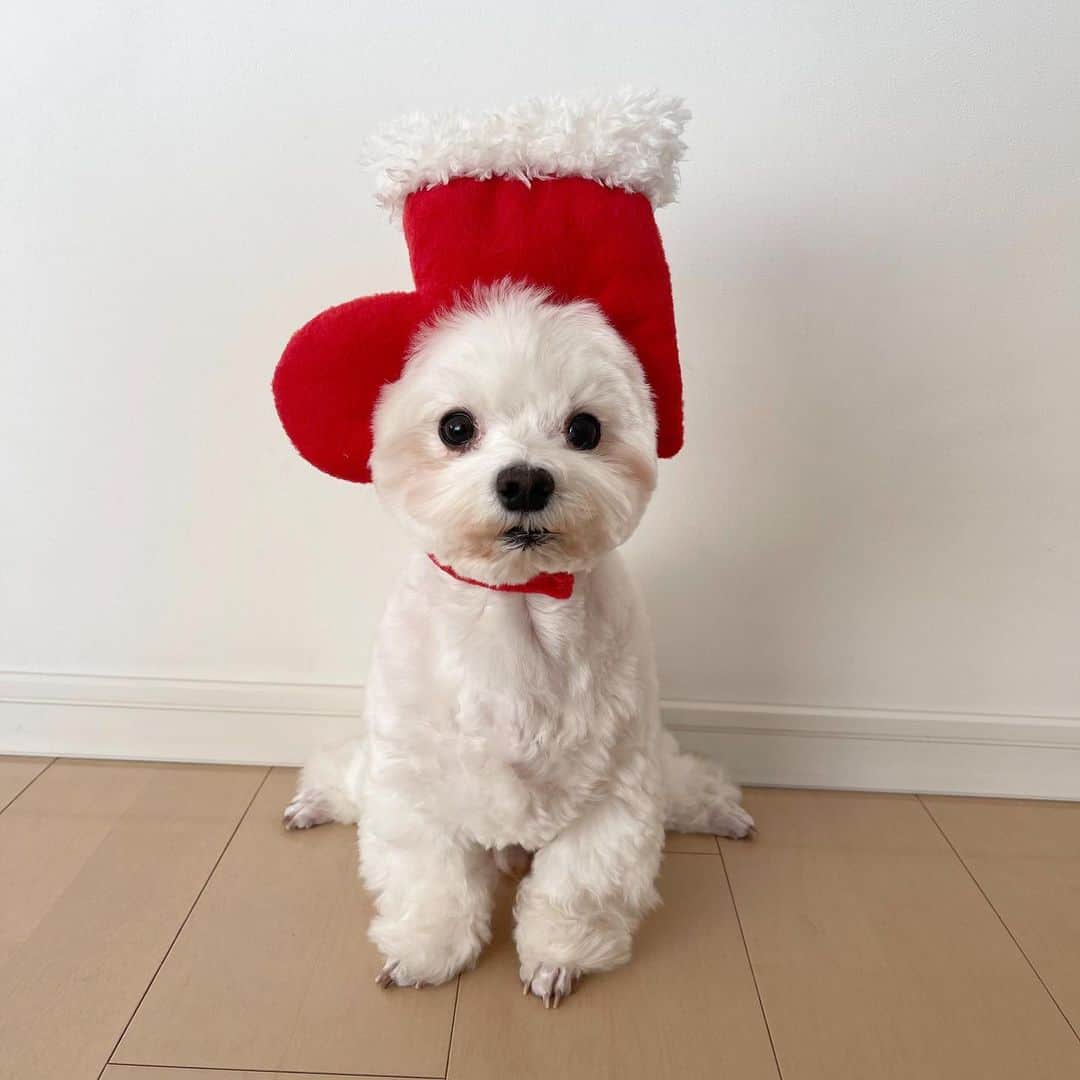 セロリのインスタグラム：「【そろそろ出番ですか？】 もうすぐクリスマス。 #maltese #マルチーズ #クリスマス #christmas #malteseofinstagram #maltese101 #malteser #malteseofficial #maltesedog #dog #instadog #dogstagram #dogoftheday #doglovers #instapet #adorable #ilovemydog  #ペット #わんこ #ふわもこ部 #犬のいる暮らし #いぬら部  #いぬすたぐらむ #イッヌ」