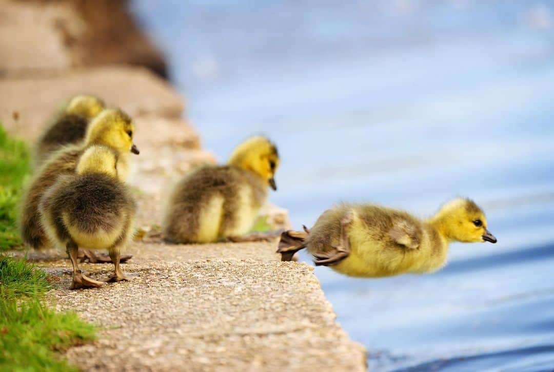 アニマルプラネットさんのインスタグラム写真 - (アニマルプラネットInstagram)「Don't be afraid to get out of your comfort zone and take the plunge!  . . . . #toocutetuesday #ducklings #ducks #birds #waterfowl #water #animalplanet #pictureoftheday #photooftheday」12月16日 2時04分 - animalplanet