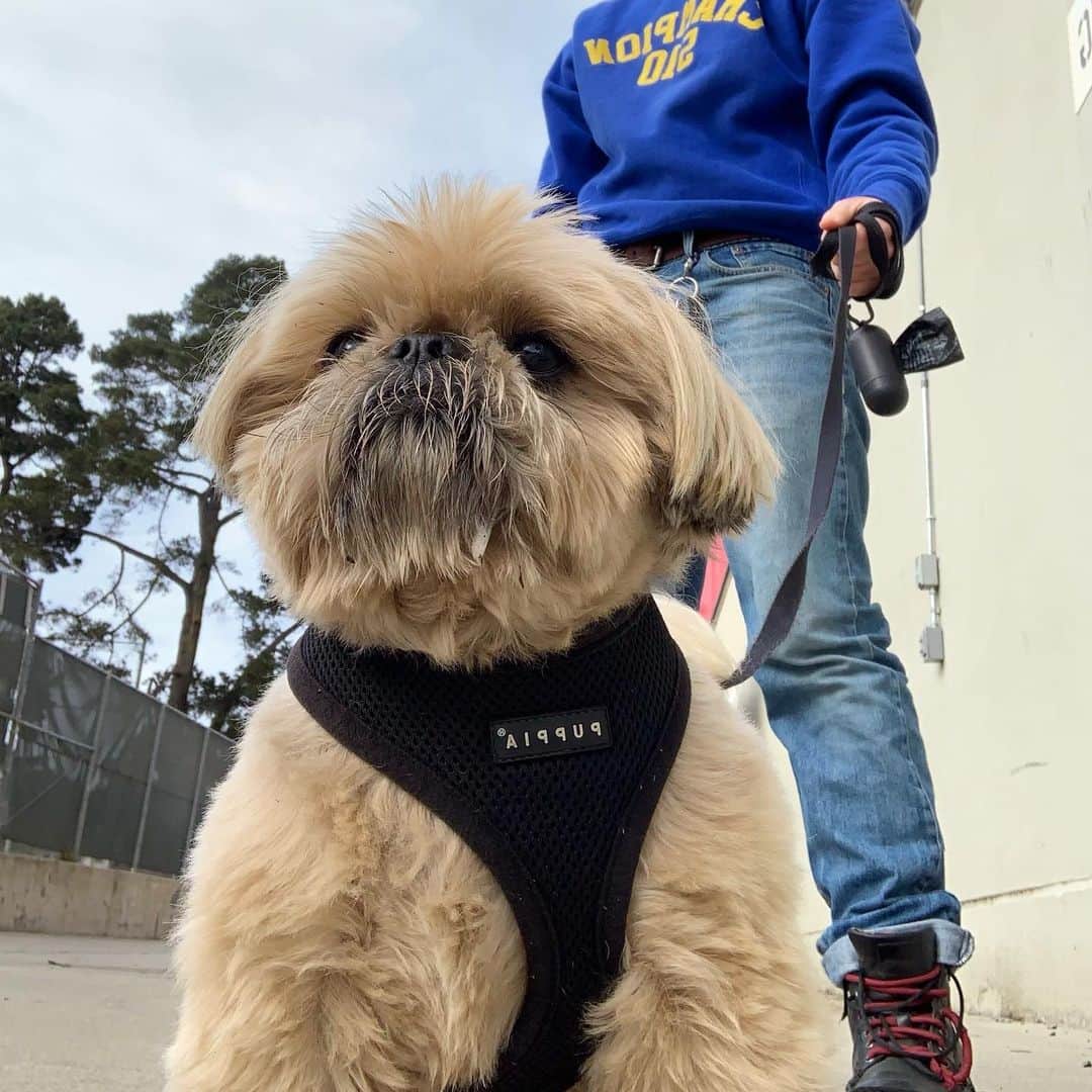 Dougie the Shih Tzuのインスタグラム：「Beast mode.」