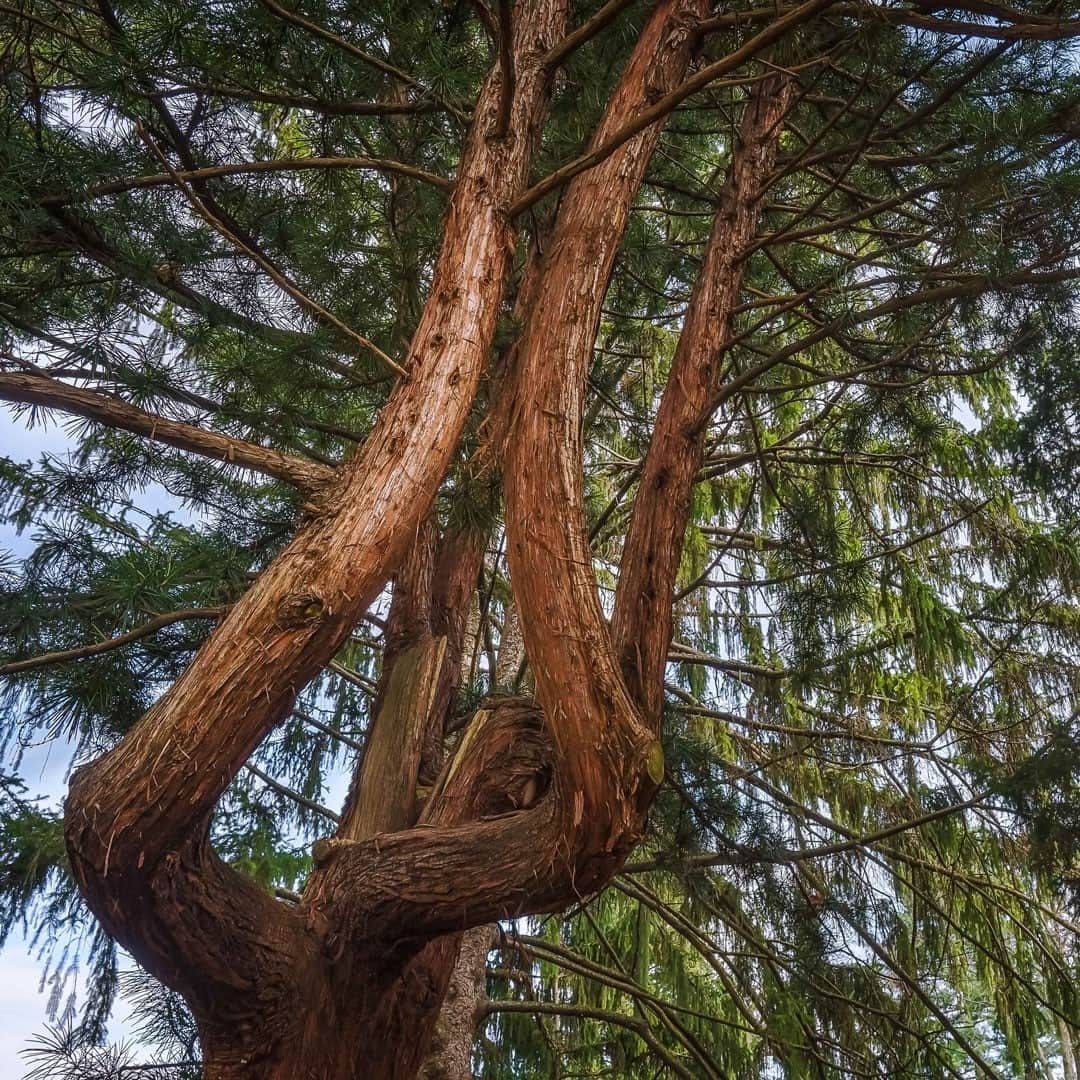 ニューヨーク植物園のインスタグラム：「With less than a week until the winter solstice, now's the time to look for the textures and shapes that come into their own during the colder months. . The uniquely winding branches of this Japanese umbrella-pine specimen required many years of growth to take shape. Look for it in the Benenson Ornamental Conifer Collection on your next outdoor walk through our 250 acres. . #Sciadopitys verticillata #plantlove #AllInNYC」