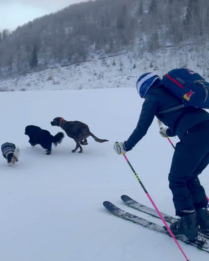 リンゼイ・ボンのインスタグラム：「First time skiing with all 3 dogs!!! I thought Lucy was fast but Leo was the real champ 🥇 So freaking fun!!」