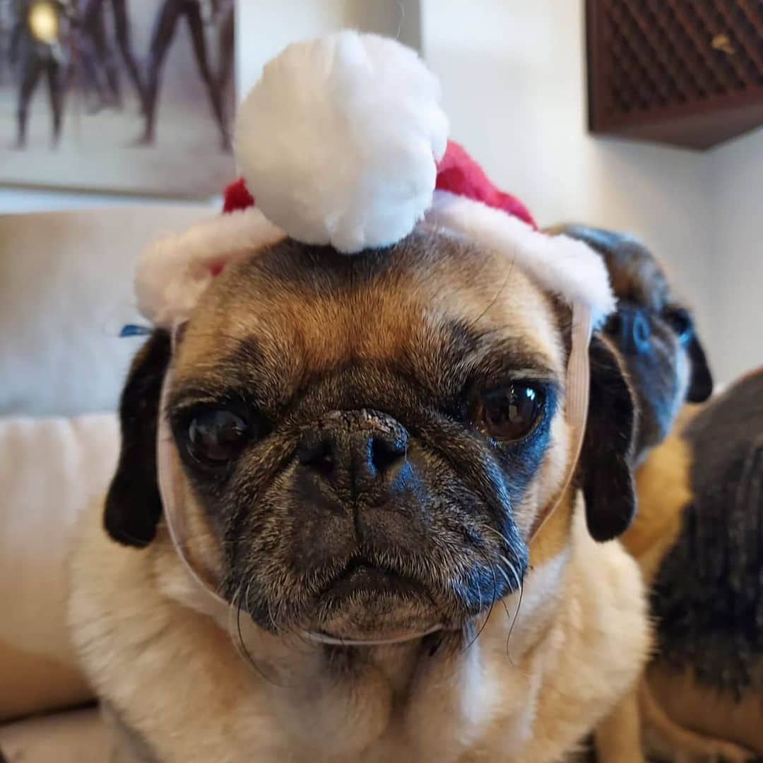 Nikitaのインスタグラム：「Pug_nikita  #boogui de Navidad」