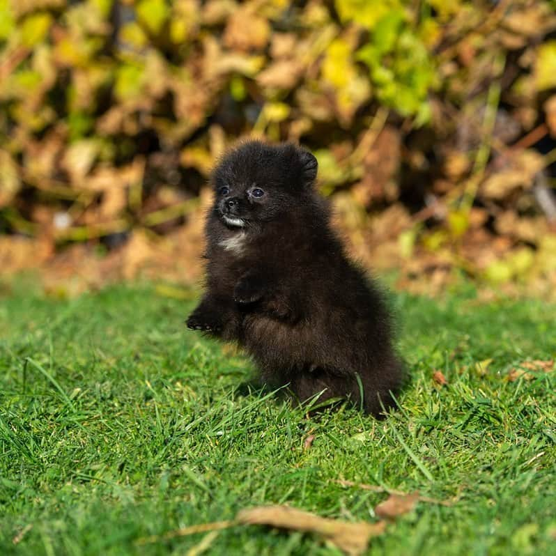 Puppy For Sale.のインスタグラム