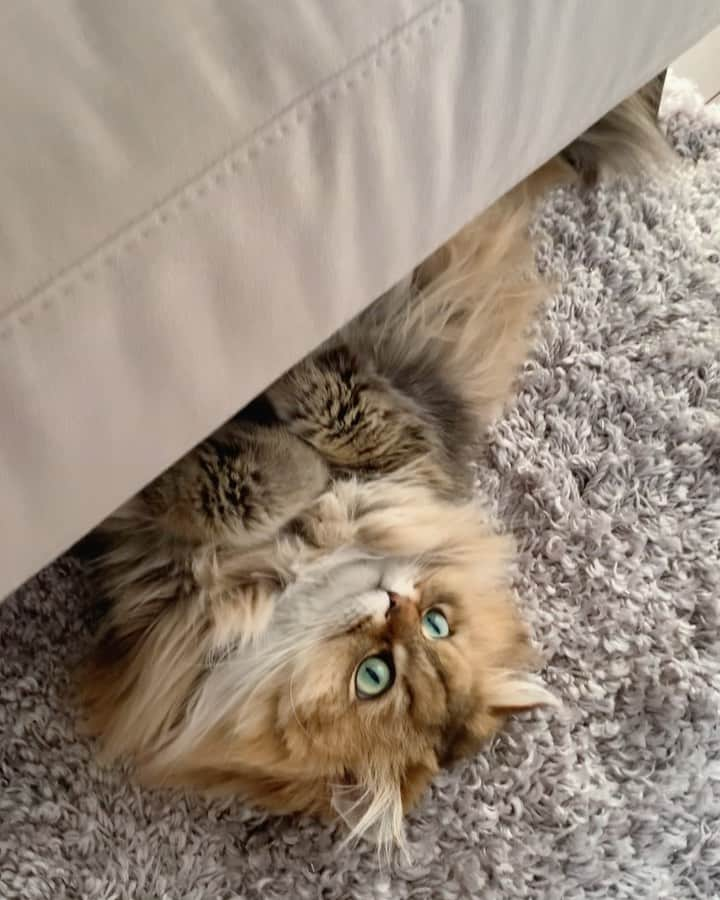 にこのインスタグラム：「Niko was chilling out under the sofa ソファ下のすき間にはまる  #cat #sofa #couch #relaxing #lazycat #zzz #猫 #隙間 #ごろごろ #まったり」