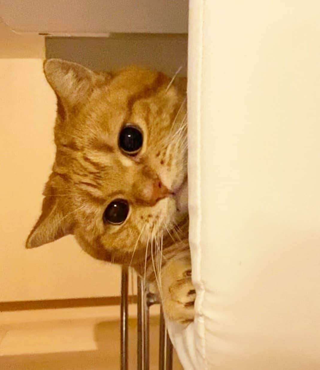 茶太郎 & きなこのインスタグラム：「チラッと|･ω･｀)ｺｯｼｮﾘ💕 Let's play hide-and-seek😽💕 #茶太郎師匠のこと呼んだにゃりか #イスに隠れてるから内緒にしといてにゃ #マンチカン#猫#munchkin #cat#catstagram #amazing#ねこ#茶トラ#短足#catsofinstagram#excellent_cats#9gag#cats_of_world_#instacat_meows#bestcats_oftheworld#catsofig#instacat#cats_of_instagram」