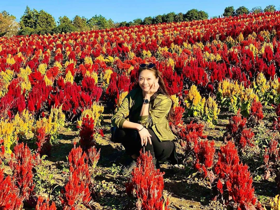 SAORIのインスタグラム：「初めて行ったドイツ村🇩🇪 秋はケイトウが満開😍 季節を感じるぅぅぅ〜。 春も夏もここに行きたい‼️ ✾ watch: @mavenjapan  #mavenwatches #マベン #マベンウォッチズ #腕時計 #時計 #手元倶楽部 #東京 #tokyo #港区 #高身長女子 #model #モデル #influencer #インフルエンサー #instagramer #インスタグラマー #ambassador #アンバサダー #フリーモデル #ポートレートモデル #カメラマンさんと繋がりたい #ポトレ #ポトレのセカイ #ビジョラダ #美女jp #ビジョフォ #ビジョナビ」