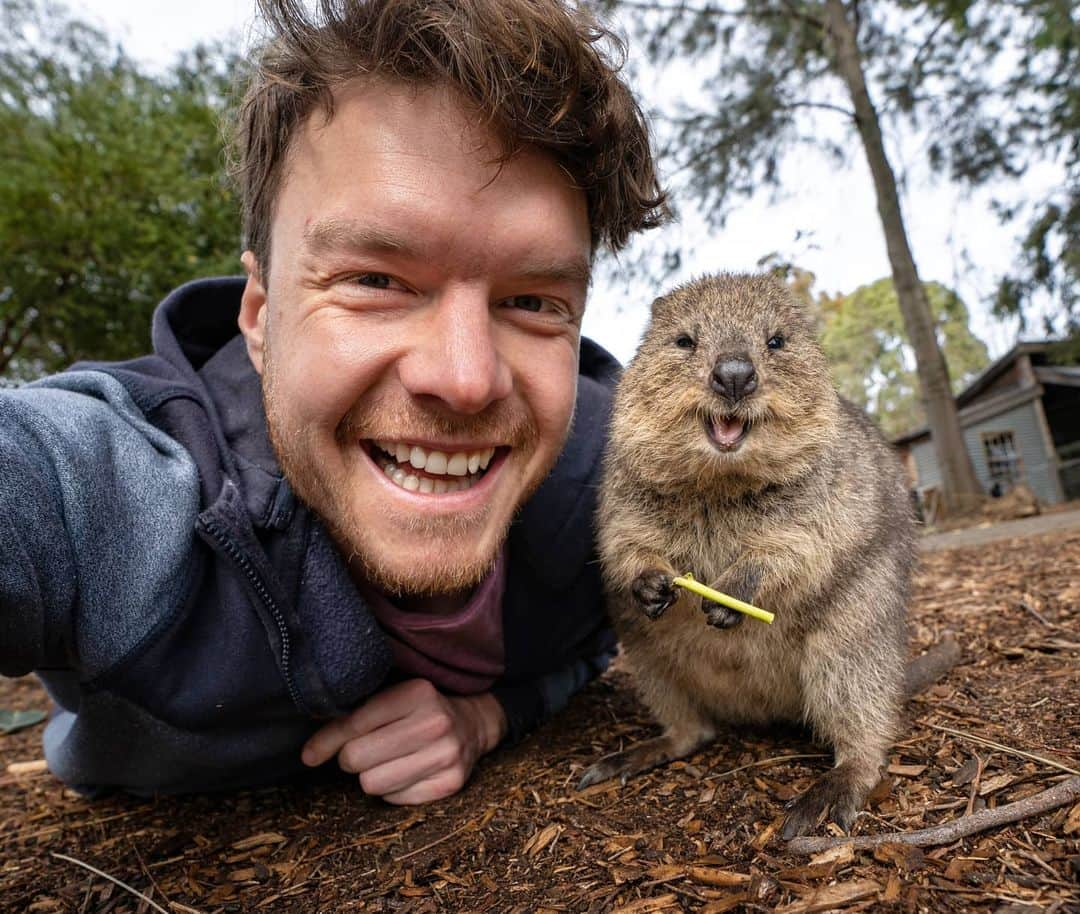 アラン・ディクソンのインスタグラム：「For the last 6 months I've been trying to produce a quokka a documentary. Never felt such weight on my shoulders since producing my university thesis. At this point once I release it I'll retire 😅⁣ ⁣ Compiling 7 years of footage into a 35 minute story. Maybe nobody will watch it, or maybe it will be a raving  success. ⁣ ⁣ Finally I've come to realize that all the delays and stress you put on yourself to complete something, at the end of the day it doesn't matter, ⁣ ⁣ It's all meant to be when the time is right and everything aligns. ⁣ ⁣ The @quokkahub long video/documentary will be out on the 1st January 2021. be excited!! 🐻🤗⁣  ⁣ #quokka #quokkahub #quokkastgram #quokkalovers #quokkalover #quokkasofinstagram #quokkas #perth #sydney #instaquokka #westernaustralia #rottnest #rottnestisland #australia #animallovers #adorable #animalsco #wildlifeplanet #animals #quokkaselfie #insta_animal #hongkong #babyanimals #cuteanimals #singapore #wildlife #cutesmile #nature⁣」