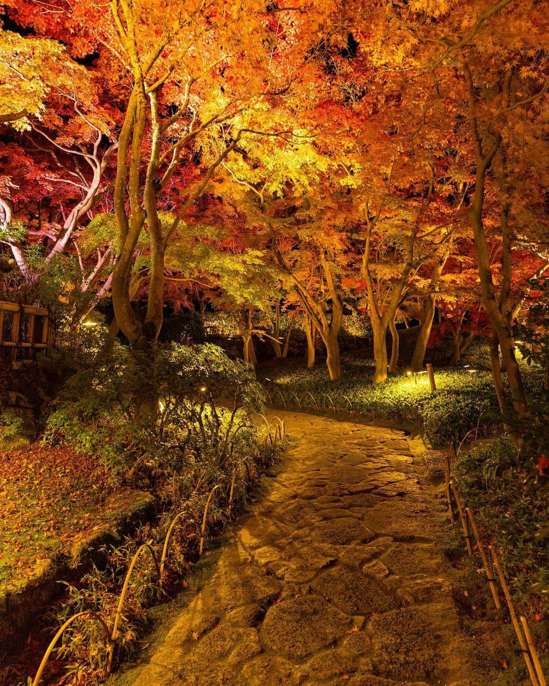詩歩さんのインスタグラム写真 - (詩歩Instagram)「🍁﻿ ﻿ 日本一遅い紅葉を静岡で！﻿ ﻿ 東京から新幹線でたった45分で到着する熱海。温泉街として有名ですが、実は「日本で最も遅く紅葉が色づく」と言われているのを知っていますか？﻿ ﻿ まあ統計をとってるわけではないのでもっと遅く紅葉する木もありますが、熱海を含め、伊豆エリアの紅葉は毎年12月に入ってから見頃を迎えます。﻿ ﻿ こうしてみると、住んでいたころは全く自覚がなかったけど、静岡って温暖だったんだな…と思い知ります。﻿ ﻿ この写真は、熱海の中でも4日間限定で開催されていた #MOA美術館 紅葉のライトアップ✨﻿ ﻿ 美術館自体も建築が美しく＆眺望もよくて有名ですが、日本庭園がこんなにキレイだなんて！紅葉ライトアップはまだ知られていないのかほぼ貸切状態でたっぷり堪能できました✌﻿ ﻿ 伊豆エリアの紅葉の写真もこれからアップしていくのでお楽しみに☺️﻿ ﻿ ﻿ 🍁﻿ ﻿ Enjoy Japan's Slowest Fall Foliage in Shizuoka!﻿ ﻿ Atami is only a 45-minute ride from Tokyo. Atami is famous as a hot spring, but did you know that it is actually said to be the place where the leaves change color the slowest in Japan? Well, we don't have any statistics, so there are trees that change their color much later than that, but the autumn leaves in the Izu area, including Atami, reach their peak in December every year.﻿ ﻿ This photo is from the #MOAMuseumofArt, which was held for four days only in Atami, illuminating the autumn leaves✨.The museum itself is famous for its beautiful architecture and great views, but I never knew the Japanese garden was so beautiful! I'm not sure if it's because the museum is not well known yet, but I was able to enjoy it almost exclusively ✌.﻿ ﻿ ﻿ ※2020年のライトアップは終了しています※﻿ ﻿ @moa_museum_of_art﻿ ﻿ 📷 Dec 2020 ﻿ 📍MOA美術館／静岡県 ﻿ 📍MOA museum of art／Shizuoka Japan﻿ #shiho_shizuoka﻿ ﻿ ﻿ ﻿ ﻿ ©Shiho/詩歩」12月15日 18時47分 - shiho_zekkei