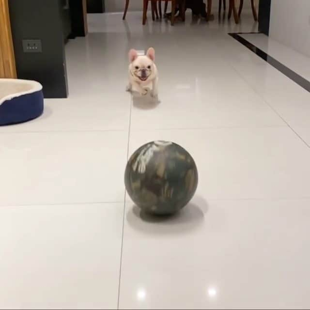 French Bulldogのインスタグラム