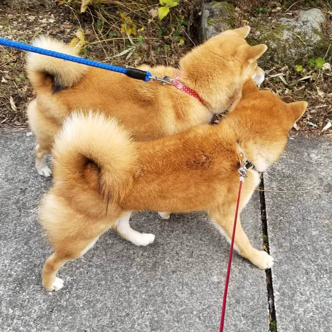 柴犬たま Shibainu Tamaさんのインスタグラム写真 - (柴犬たま Shibainu TamaInstagram)「たまーばのお出迎えはウニが🐶  お散歩どうだったか聞くウニと 若干ウザそうなたまーば(笑)  Caption trans🇬🇧 Uni greeted Tama when he came back from his walk🐶 Uni asks Tama what she thinks of the walk. Tama looks a little annoyed(lol)  #柴犬たま #たママ #たまーば #たま家族 #柴犬ウニ #お散歩 #仲良しファミリー #祖母と孫 #お出迎え #ふわもこ #後頭部フェチ #愛らぶ後頭部 #プリケツ #柴尻 #しっぽモフモフ #柴犬 #shiba #shibainu #shibastagram #犬 #dog #多頭飼い」12月15日 18時50分 - tama7653