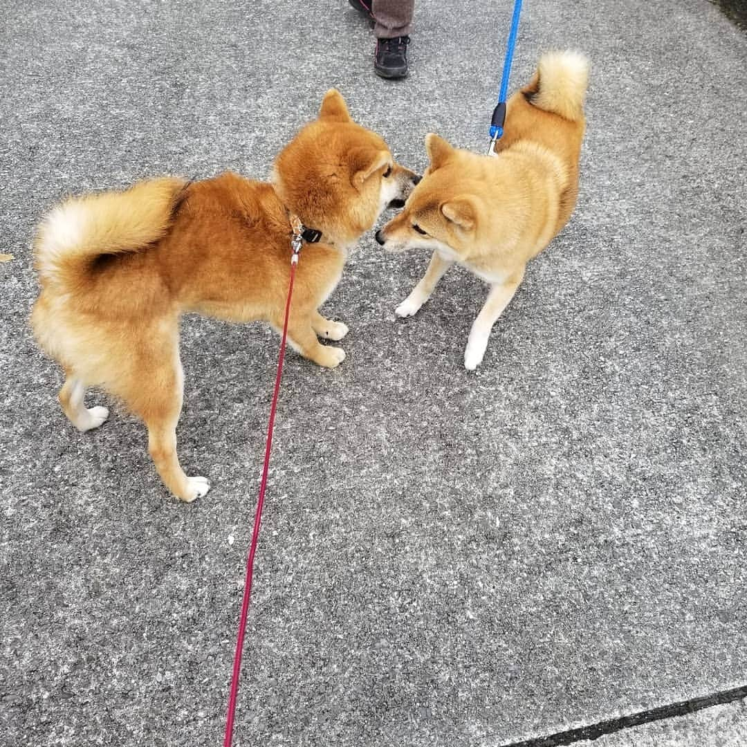 柴犬たま Shibainu Tamaさんのインスタグラム写真 - (柴犬たま Shibainu TamaInstagram)「たまーばのお出迎えはウニが🐶  お散歩どうだったか聞くウニと 若干ウザそうなたまーば(笑)  Caption trans🇬🇧 Uni greeted Tama when he came back from his walk🐶 Uni asks Tama what she thinks of the walk. Tama looks a little annoyed(lol)  #柴犬たま #たママ #たまーば #たま家族 #柴犬ウニ #お散歩 #仲良しファミリー #祖母と孫 #お出迎え #ふわもこ #後頭部フェチ #愛らぶ後頭部 #プリケツ #柴尻 #しっぽモフモフ #柴犬 #shiba #shibainu #shibastagram #犬 #dog #多頭飼い」12月15日 18時50分 - tama7653