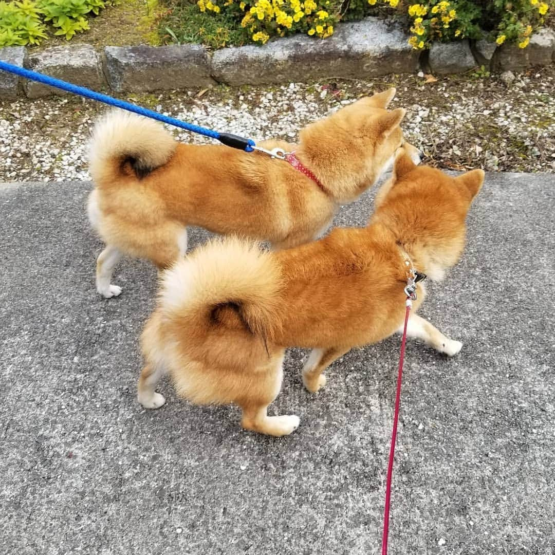 柴犬たま Shibainu Tamaさんのインスタグラム写真 - (柴犬たま Shibainu TamaInstagram)「たまーばのお出迎えはウニが🐶  お散歩どうだったか聞くウニと 若干ウザそうなたまーば(笑)  Caption trans🇬🇧 Uni greeted Tama when he came back from his walk🐶 Uni asks Tama what she thinks of the walk. Tama looks a little annoyed(lol)  #柴犬たま #たママ #たまーば #たま家族 #柴犬ウニ #お散歩 #仲良しファミリー #祖母と孫 #お出迎え #ふわもこ #後頭部フェチ #愛らぶ後頭部 #プリケツ #柴尻 #しっぽモフモフ #柴犬 #shiba #shibainu #shibastagram #犬 #dog #多頭飼い」12月15日 18時50分 - tama7653