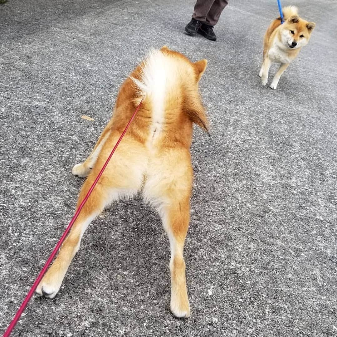 柴犬たま Shibainu Tamaさんのインスタグラム写真 - (柴犬たま Shibainu TamaInstagram)「たまーばのお出迎えはウニが🐶  お散歩どうだったか聞くウニと 若干ウザそうなたまーば(笑)  Caption trans🇬🇧 Uni greeted Tama when he came back from his walk🐶 Uni asks Tama what she thinks of the walk. Tama looks a little annoyed(lol)  #柴犬たま #たママ #たまーば #たま家族 #柴犬ウニ #お散歩 #仲良しファミリー #祖母と孫 #お出迎え #ふわもこ #後頭部フェチ #愛らぶ後頭部 #プリケツ #柴尻 #しっぽモフモフ #柴犬 #shiba #shibainu #shibastagram #犬 #dog #多頭飼い」12月15日 18時50分 - tama7653