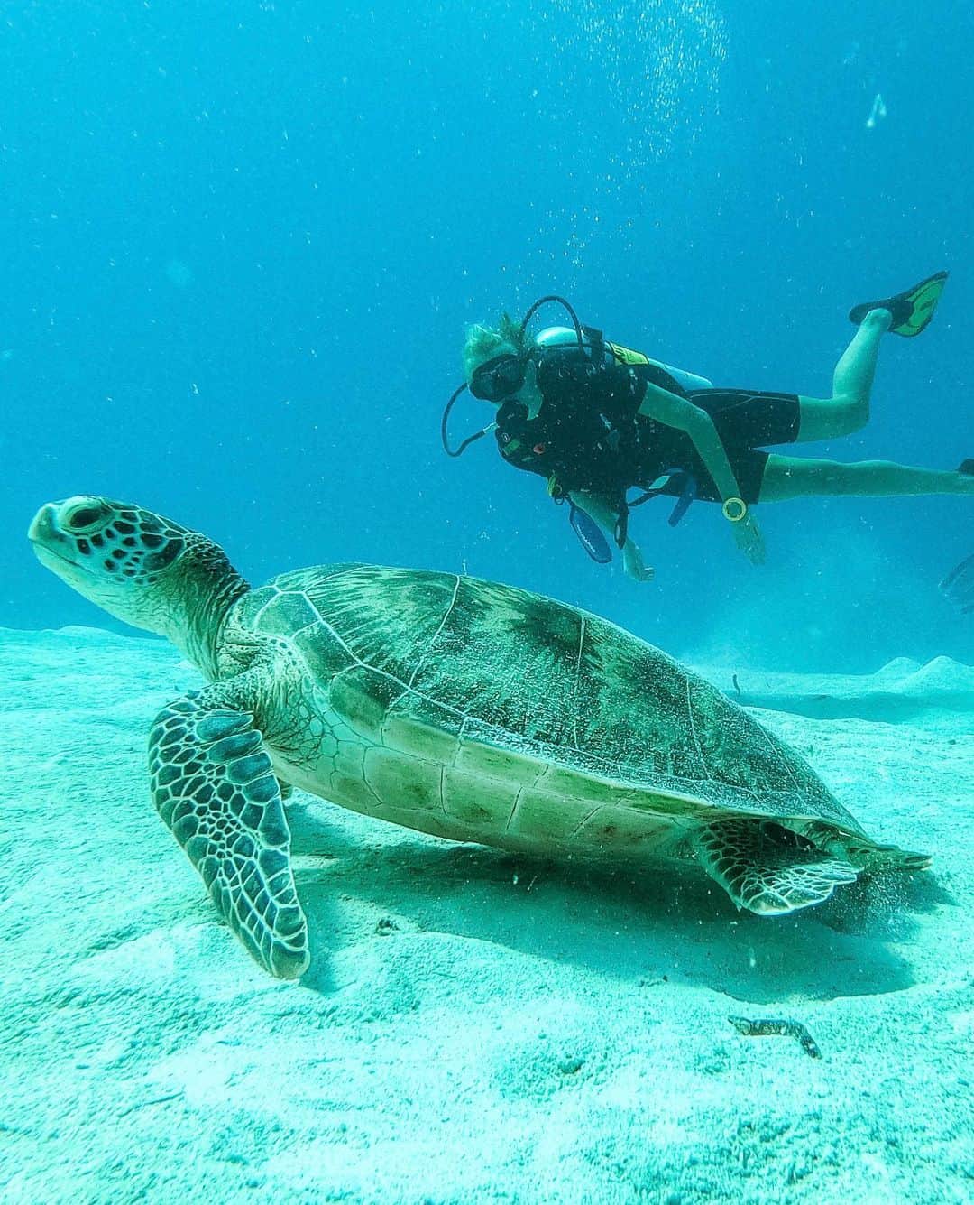 Zanna Van Dijkさんのインスタグラム写真 - (Zanna Van DijkInstagram)「Making friends with the locals 🥰 There are so many turtles in this region of the Maldives, it’s incredible. We have seen at least one on every single dive and on most trips at least 3-5. Sadly these beautiful creatures are classified as endangered and have many threats in the marine environment due to human activity. From exploitation for their meat and eggs through to entanglement in marine debris. Catching turtles was banned across the Maldives in 2016, which is a positive step, but there is always more to be done. Sea turtles are an essential part of the ocean ecosystem and conservation efforts are essential. Some great Maldivian organisations to support include @oliveridleyproject and @atollmarinecentre ♥️ Captures: @ahmedyash73 🎥 #maldives #themaldives #seaturtles #turtleconservation #greenturtles #girlswhoscuba #scubadiving #scubadiver #scubalife」12月15日 18時52分 - zannavandijk
