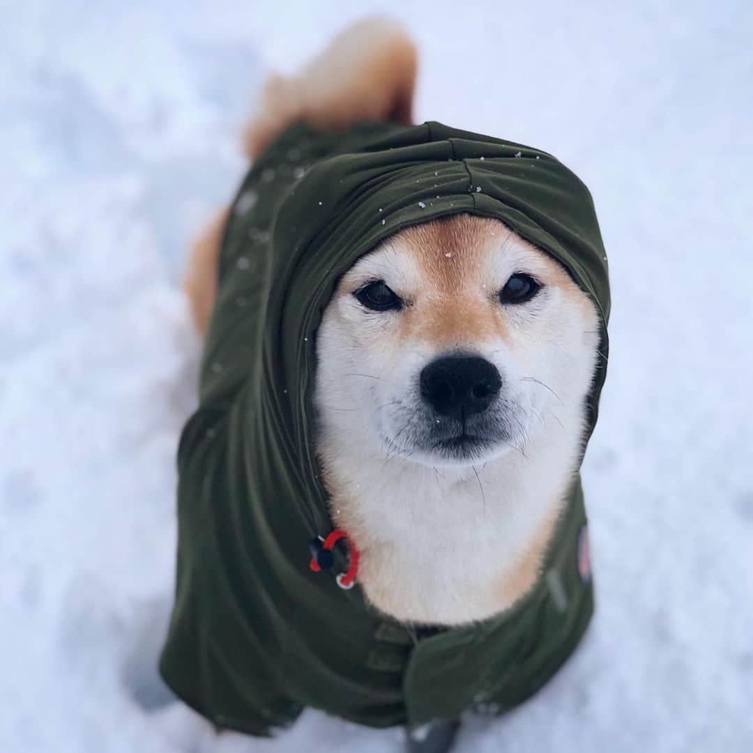 マロたんのインスタグラム：「I don't care if it snows. ゆーーーきーーーーーー❄️ #ペットパラダイス  #薄くて軽い #防水 #防風 だけど #袖丈長すぎて切っちゃった #prじゃない」