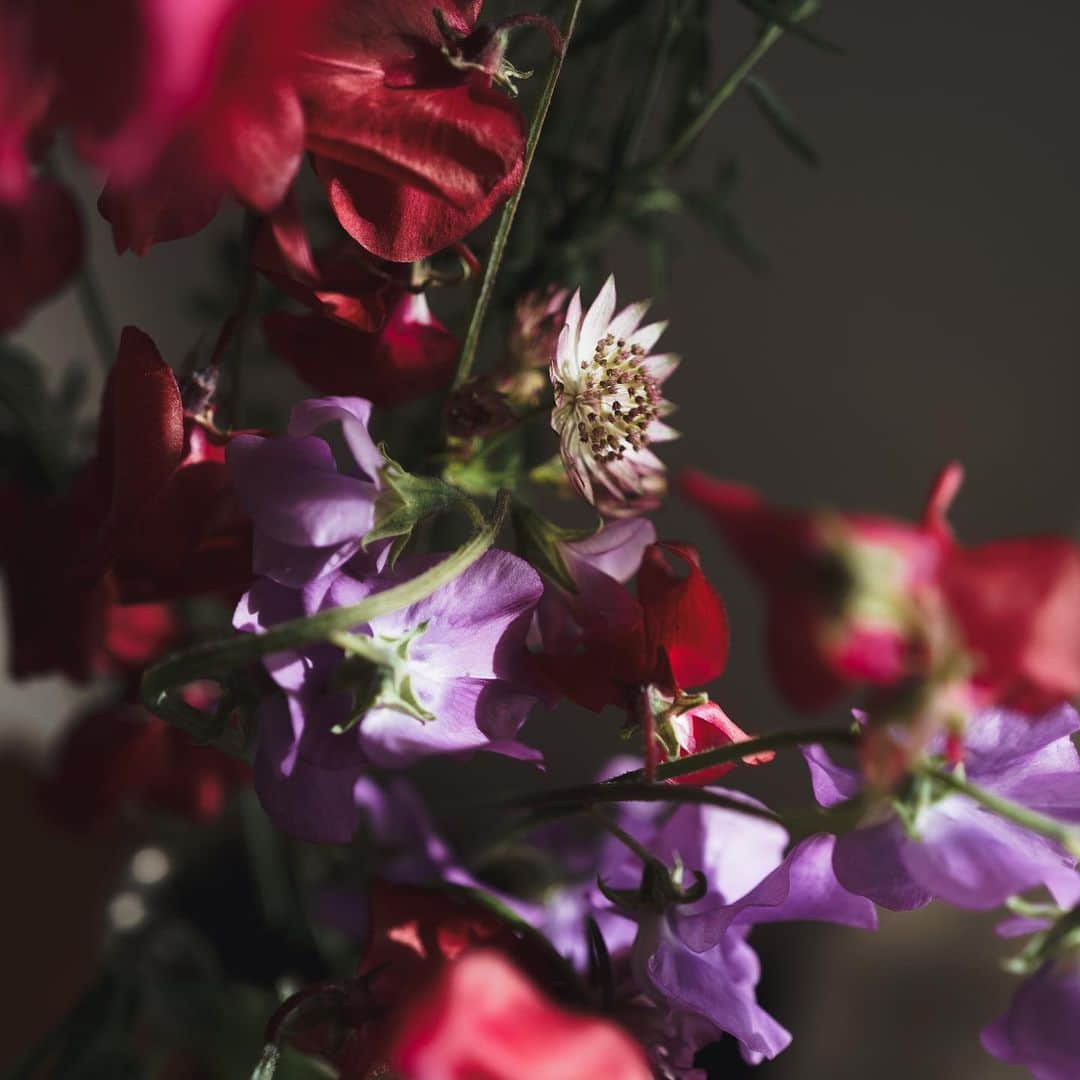 市川渚さんのインスタグラム写真 - (市川渚Instagram)「毎月、そのとき旬の新鮮なお花が届く、お花のサブスクサービス #LIFFT定期便 。お花と同梱される冊子、#LIFFTJournal でエッセイを書かせて頂いておりまして、私も個人的にサブスクしてます💐﻿ ﻿ 今月、12月のお花はスイートピー。スイートピーといえば、薄いピンクやパープルでひらひらガーリーなイメージだったけど、届いたお花たちは野生みあふれるカラーがとても素敵で、スイートピーのイメージが変わった。そうか、赤いスイートピーといえば聖子ちゃんだよなあ……（え）﻿ ﻿ そして、今号Journalのテーマは「旅のはじまり」。出川編集長 @degawakoh から頂いた素敵なテーマを受けて、私は「あたりまえを捨てる旅」という文章を書いてみました。お手元に届いている方、感想などぜひ聞かせてくださいね☺️﻿  ﻿ ちなみに来月のお花はチューリップ🌷とのこと。今なら来月分の申し込みにもまだ間に合うみたいです。 詳しくは @lifftflower のアカウントをチェックしてみてね。﻿ ﻿ ﻿ LIFFT is a flower subscription service that delivers fresh, in-season flowers every month. I have been writing essays for the Journal, the monthly booklet that comes with the flowers, and personally subscribed to it.﻿ ﻿ The theme of this issue of the Journal was "The Beginning of a Journey". In response to the beautiful theme given to me by Editor-in-Chief Ms.Degawa, I wrote the texts titled "A journey to abandon the obvious".」12月15日 19時04分 - nagiko