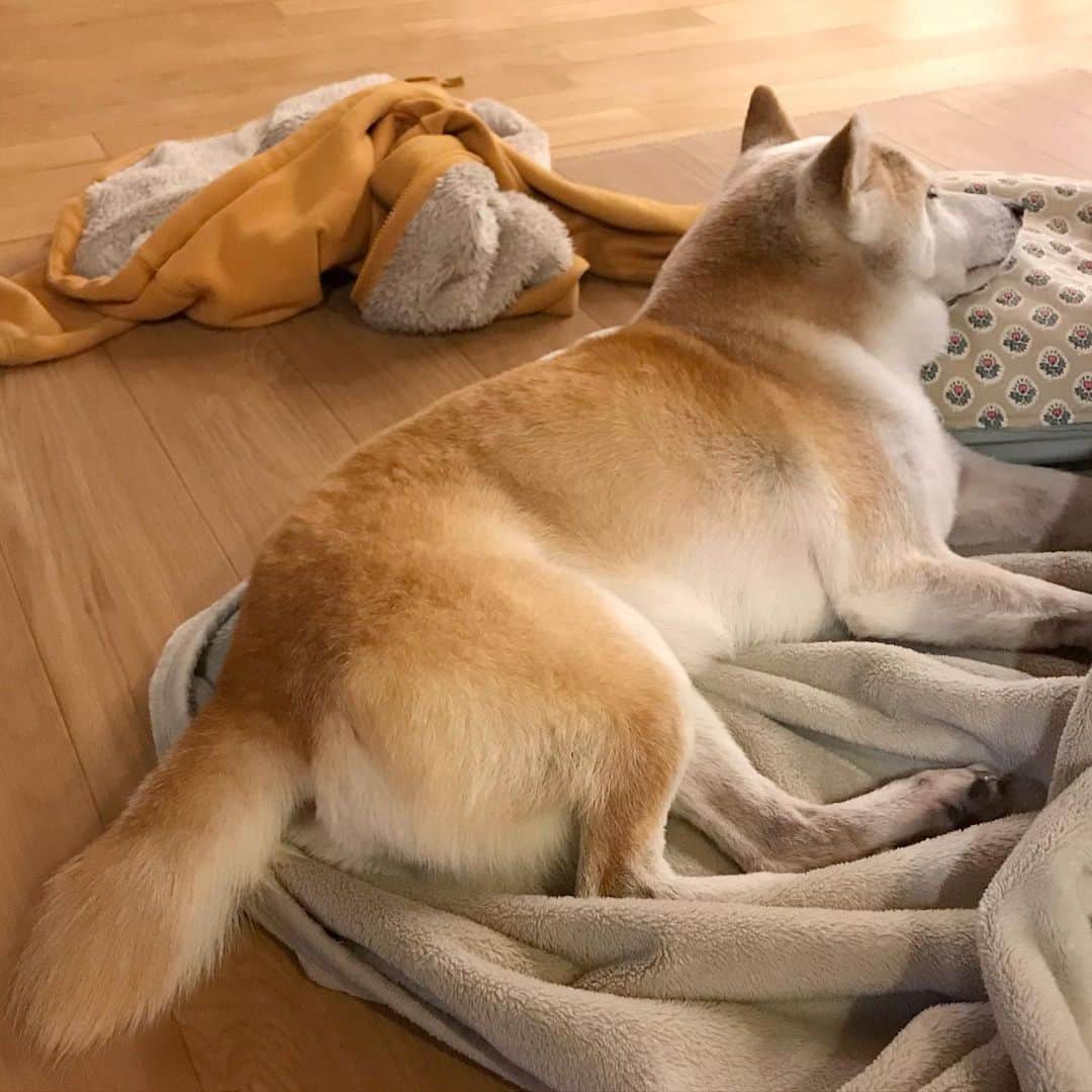 柴犬リリコのインスタグラム：「暖かさには貪欲なリリコさんです♨️ #かんたん床暖」