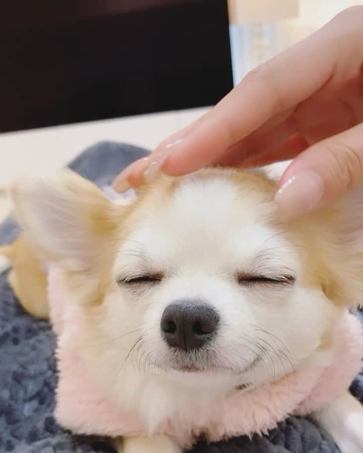 のインスタグラム：「. . . ストーリーで好評やったコムギ🐶💤 . . 眠たいけどナデナデやめたら おめめ開けちゃうの。🐶 . . . . ##### #北新地#祇園#ホステス#キャバ嬢#クラブ#クラブザコート#チワワ#チワワ1歳#チワワ9歳#チワワパピー#多頭飼い#パピー#チワワ#チワワ部#ちわすたぐらむ#チワスタグラム#舌チョロ#舌チョロチワワ#ぱぴすたぐらむ#チワワ好きとつながりたい#あざとい#ヘンコムギ」