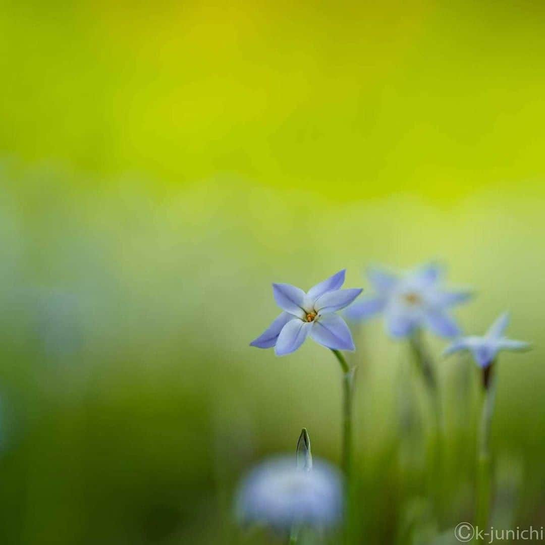 花の写真館のインスタグラム：「Photo by 木村順一.⠀ .⠀ Original Post[投稿いただいたURL]⠀ https://www.facebook.com/photo.php?fbid=1290855521303046⠀ .⠀ 本アカウントは、 #私の花の写真 をつけてInstagramに投稿された皆さまの花の写真や、「花の写真館」Facebookページで投稿された花の写真を紹介します。⠀ 「花の写真館」Facebookページは、「 @floral.photograph 」のプロフィールにあるURLからご覧ください。⠀ .⠀ ※各自、政府、自治体など公的機関の指示に従った行動をお願いします。⠀⠀ 東京カメラ部および分室では、写真を「見る楽しみ」を提供することを通して、微力ながら皆様にわずかな時間でも癒しをお届けしたいと思っております。⠀ ※本アカウントは東京カメラ部がFacebook、Instagramのサービスを利用して運営しているもので、Facebook社・Instagramとは一切関係ありません。⠀ .⠀ #花の写真館 #floralphotograph #floralphoto #flower #flowers⠀ Follow: @floral.photograph」