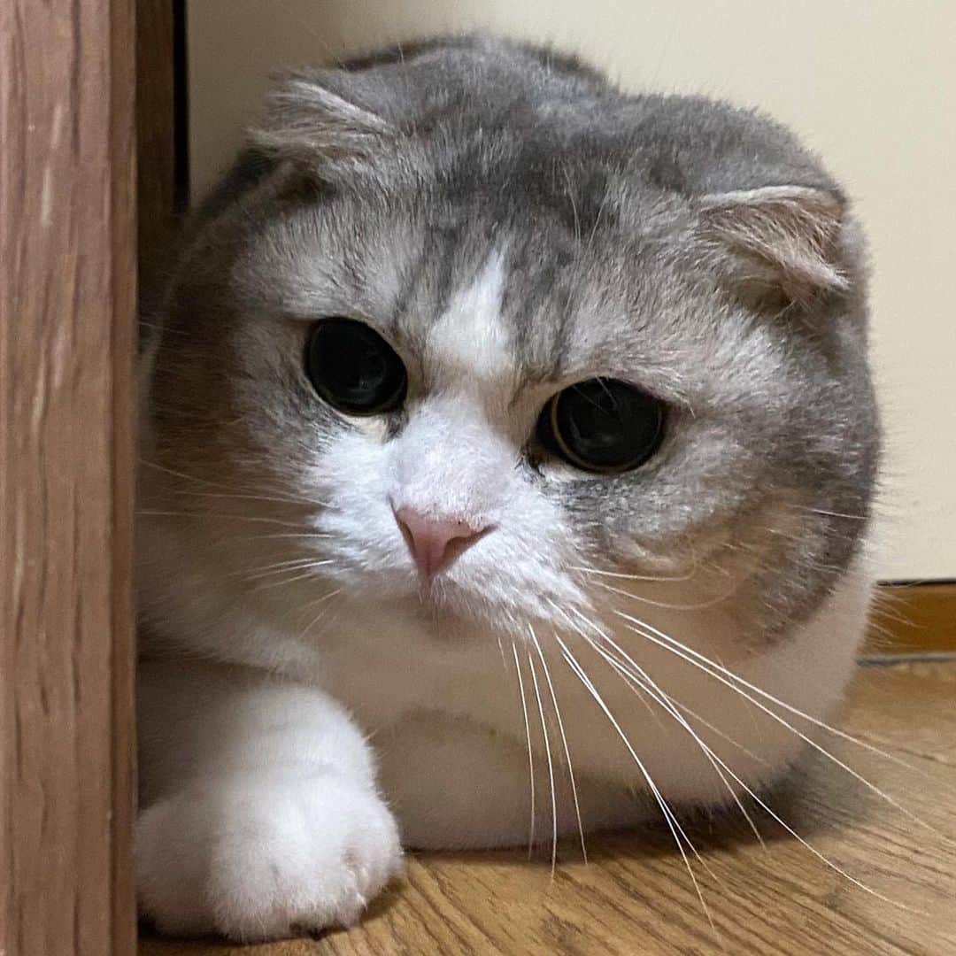 *eri*のインスタグラム：「こんばんは⋆｡˚✩﻿ ﻿ ﻿ 寒くてコタツの中ばかりww😆💦﻿ ﻿ やっと出てきた所を📸💓﻿ ﻿ ﻿ 2020.12.15﻿ #猫 #ねこ #スコティッシュフォールド #ネコ #ねこ部 #にゃんこ #スコティッシュ#ニャンコ#ペット#スコ#猫部#cat #Scottishfold」