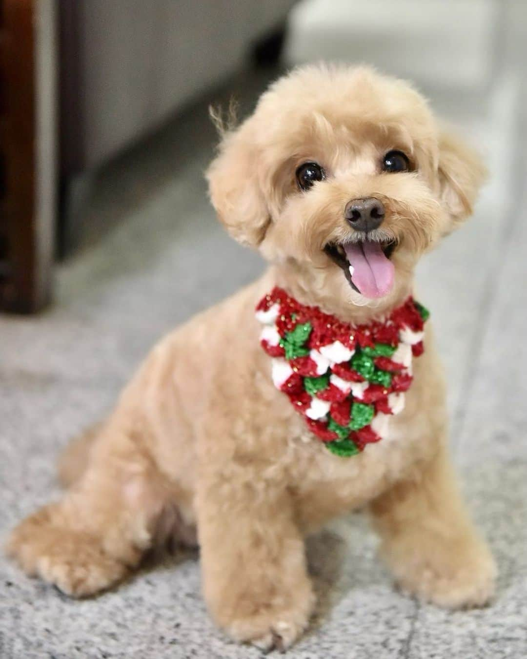 Truffle??松露?トリュフさんのインスタグラム写真 - (Truffle??松露?トリュフInstagram)「📆(15/12/20) 🥰🎄it’s beginning to look a lot like Christmas! 🎅 let’s count down together😘#ilovechristmas #christmascountdown #christmas2020」12月15日 19時58分 - trufflethetrouble