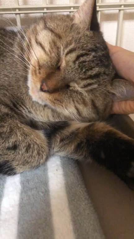 こむぎのインスタグラム