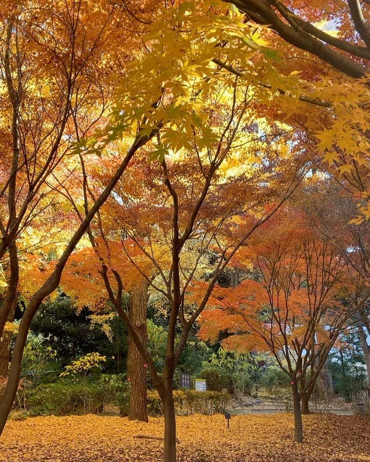 naomiのインスタグラム：「𓂃  黄葉の🍁🍁🍁が見頃で グラデーションがきれいでした  _  おやつはしろたえのケーキ  クリスマス用のブッシュドノエルも可愛かったよ  そしてそして 今日のラッキーは 白くペイントされた枝𓆱が100円で買えたことです🙌🏻✧」