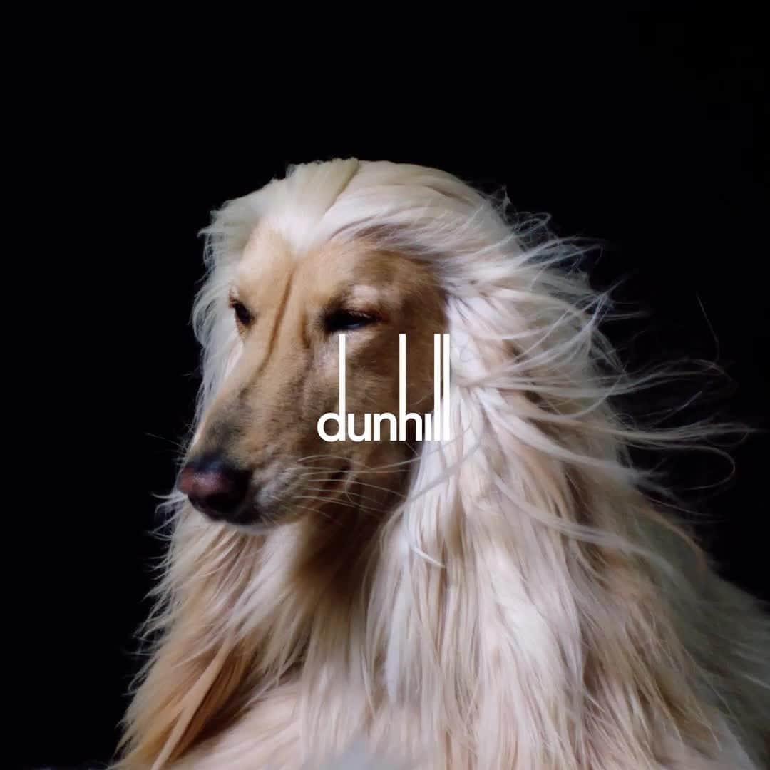 のインスタグラム：「FESTIVE CAMPAIGN⁠ #dunhillAW20⁠ ⁠ Celebrating the ancient bond between dogs and their owners. See the campaign story in full, as well as festive gift inspiration online and in our Instagram shop now. ⁠ ⁠ Creative Director: #MarkWeston  Featuring: @arkhoundprince @urbanpawsuk #Dogs⁠ ⁠ DUNHILL.COM⁠」