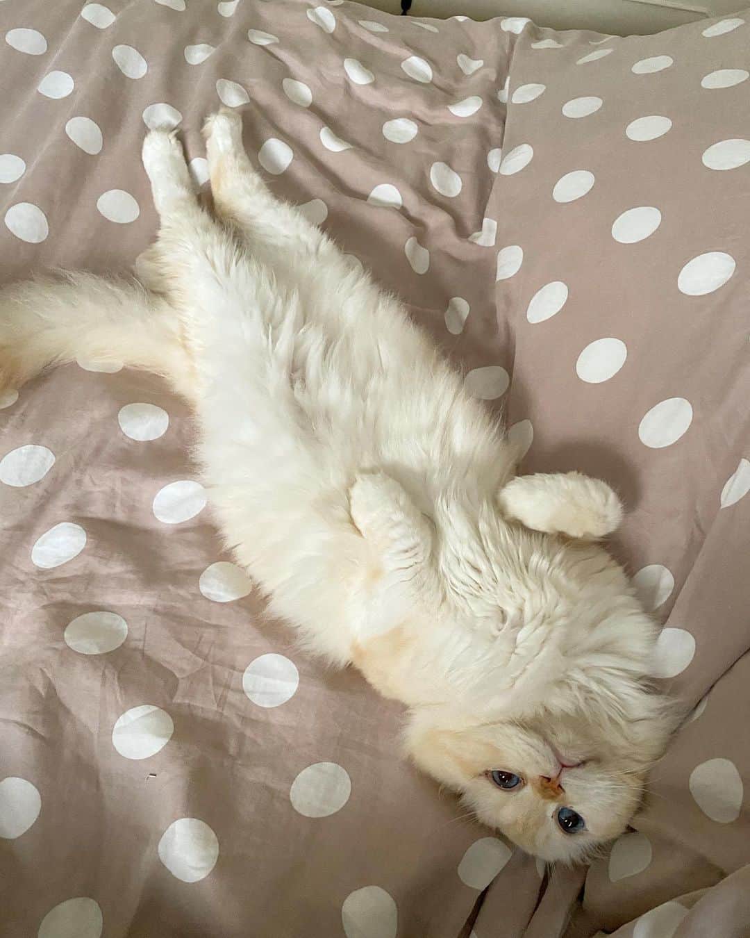 Haruのインスタグラム：「Someone needs a hug. 💗 #นอนยั่วยวน #มันต้องโดนจกพุงละหล่ะ #gentleharper」