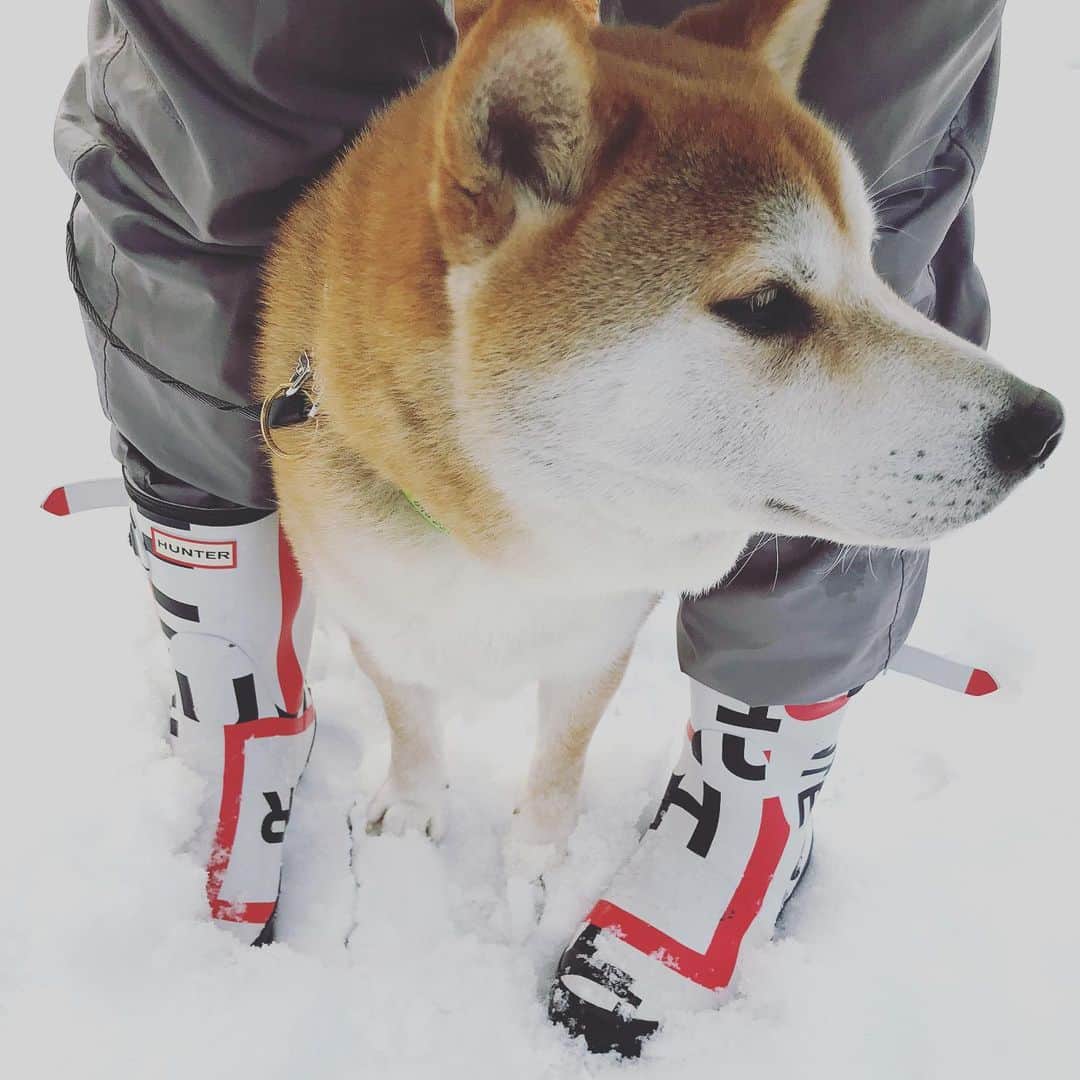 Hanamichi ＆ ℕㆁℜ〡ｋㆁ♡のインスタグラム：「・ ・ きました、雪❄︎ でも今年の初雪は遅かったなぁ。 初雪が積雪って実はめずらしいそうです。 初雪の朝はいつも、生まれて初めて見たようにはしゃぐのが愛おしい。 この冬もずっと一緒にあっためあおうね☻ ・ ・ #柴犬 #しばいぬ #子犬 #わんこ #dog #shiba #puppy #love #snow #shibastagram #dogsofinstagram #❄️  #初雪 #犬は喜び庭駆け回る  ・ ・」