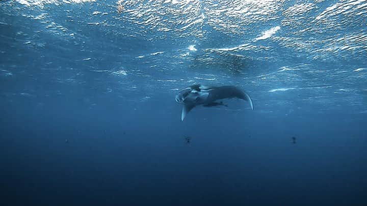 H I R O M I M O R I Y Aのインスタグラム：「Manta ray🌊  @marinepoint さんありがとうございました🙇‍♂️  #underwaterphotography #underwater #mantaray #diving #divermag #divemag #lascubamag #lascuba #savetheocean #savethereef #underwatercreatures #uwphotography #gopro #canon #divinglife #divingpassport #ダイビング　#ダイビングインストラクター　#石垣島 #ゴープロのある生活 #マンタ　#水中写真 #水中映像　#水中冒険家 #okinawa #goprodiving #goprojp #ダイビング好きな人と繋がりたい」